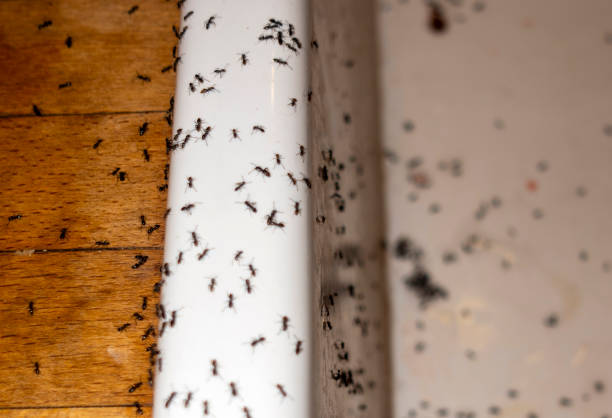 Best Pest Control Treatment  in Englewood, FL