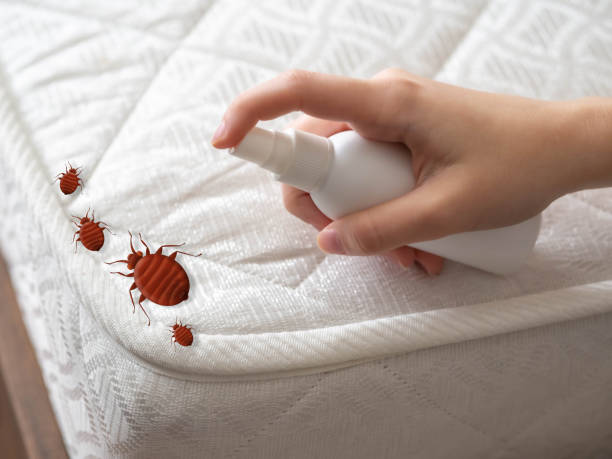 Best Bed Bug Extermination  in Englewood, FL